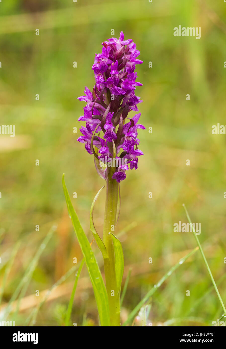 A beautiful rare pink wild orchid blossoming in the summer marsh. Closup macro photo, shallow depth of field. Stock Photo