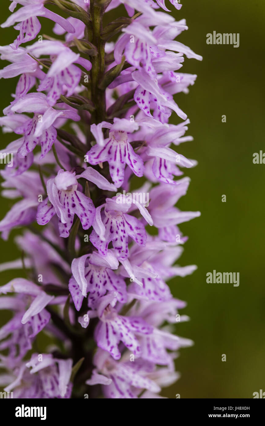 A beautiful rare pink wild orchid blossoming in the summer marsh. Closup macro photo, shallow depth of field. Stock Photo
