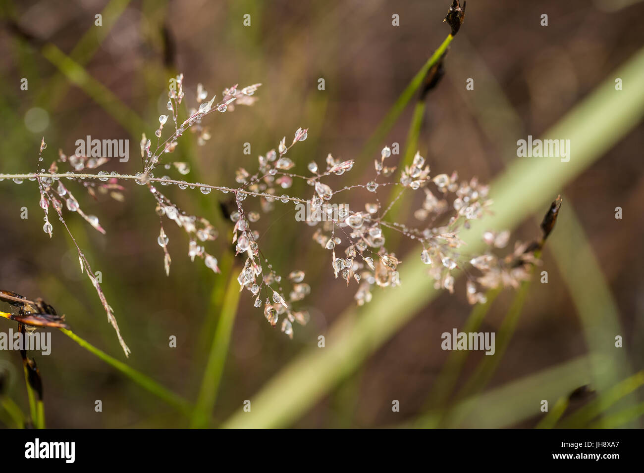 Beautiful closeup of a bent grass on a natural background after the rain with water droplets. Shallow depth of field closeup macro photo. Stock Photo