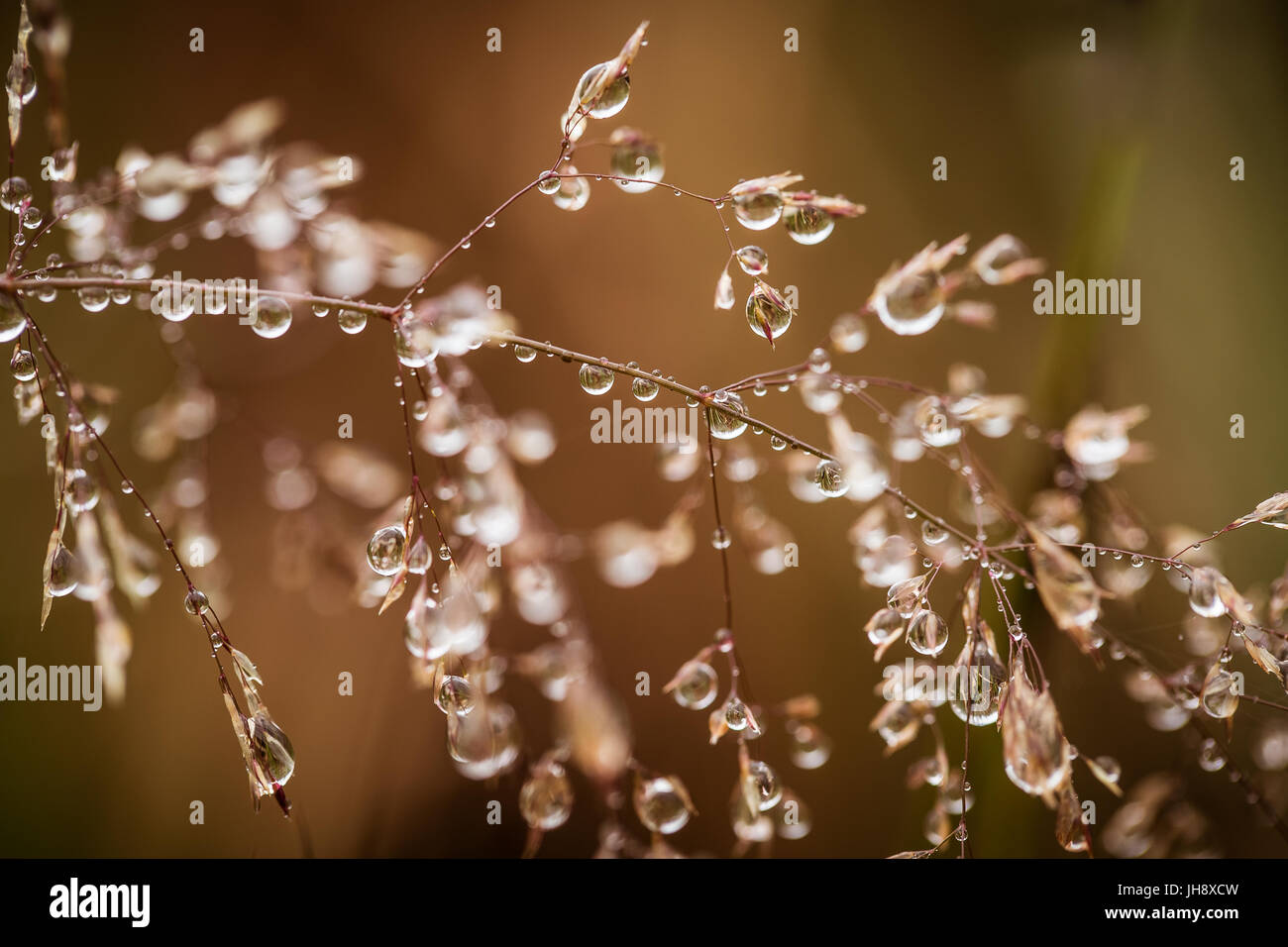 Beautiful closeup of a bent grass on a natural background after the rain with water droplets. Shallow depth of field closeup macro photo. Stock Photo