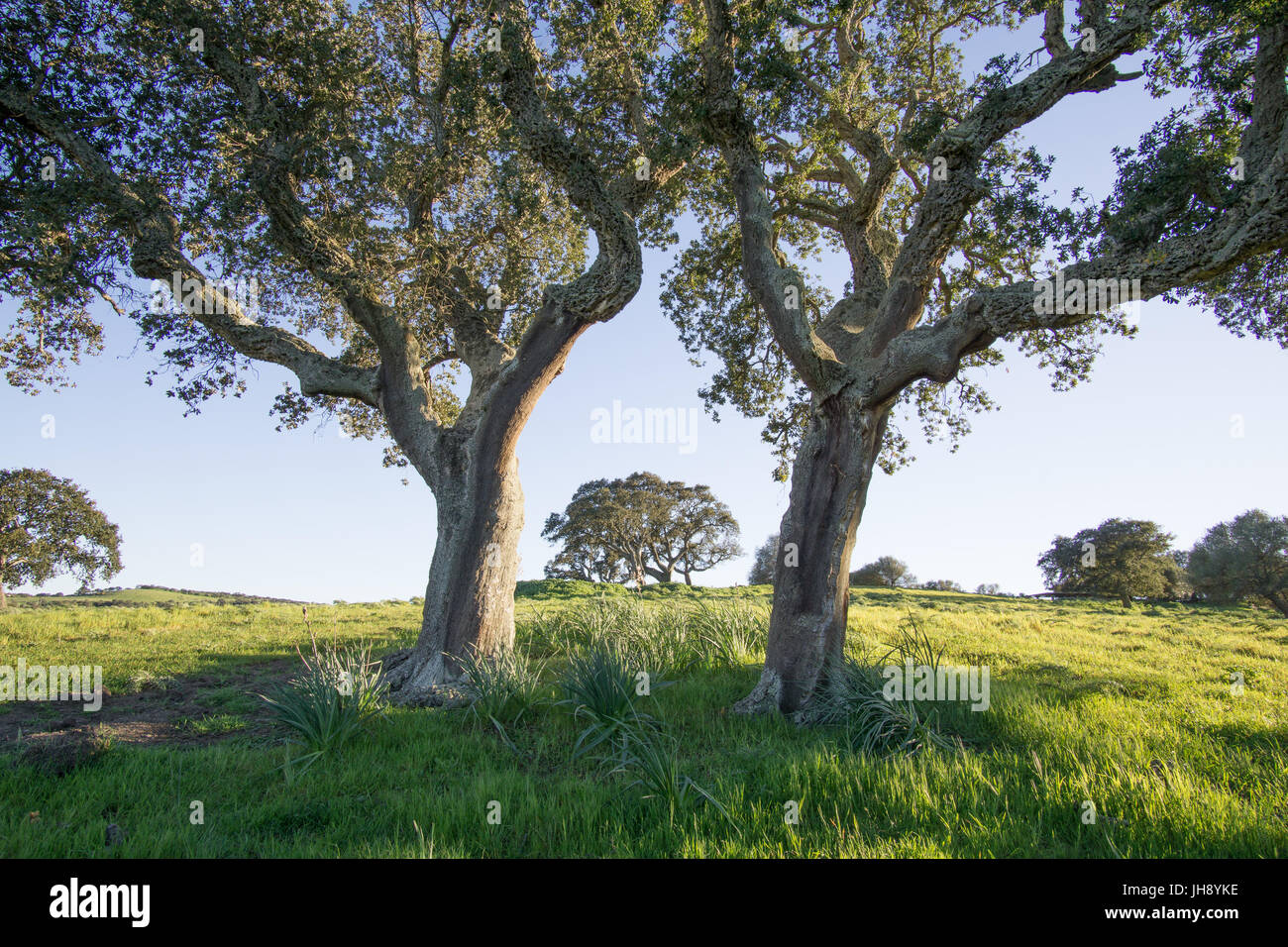 Cork oak tree hires stock photography and images Alamy