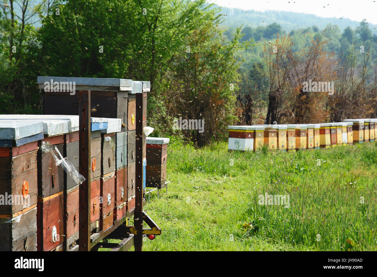 Langstroth hives set on an iron platform. In the blurry background there are beehives positioned on the stands, and trees, and mountain forest. Stock Photo