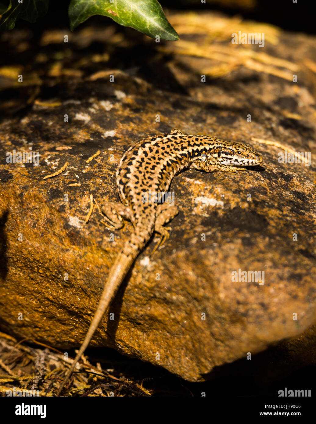 Lizard on a rock Stock Photo