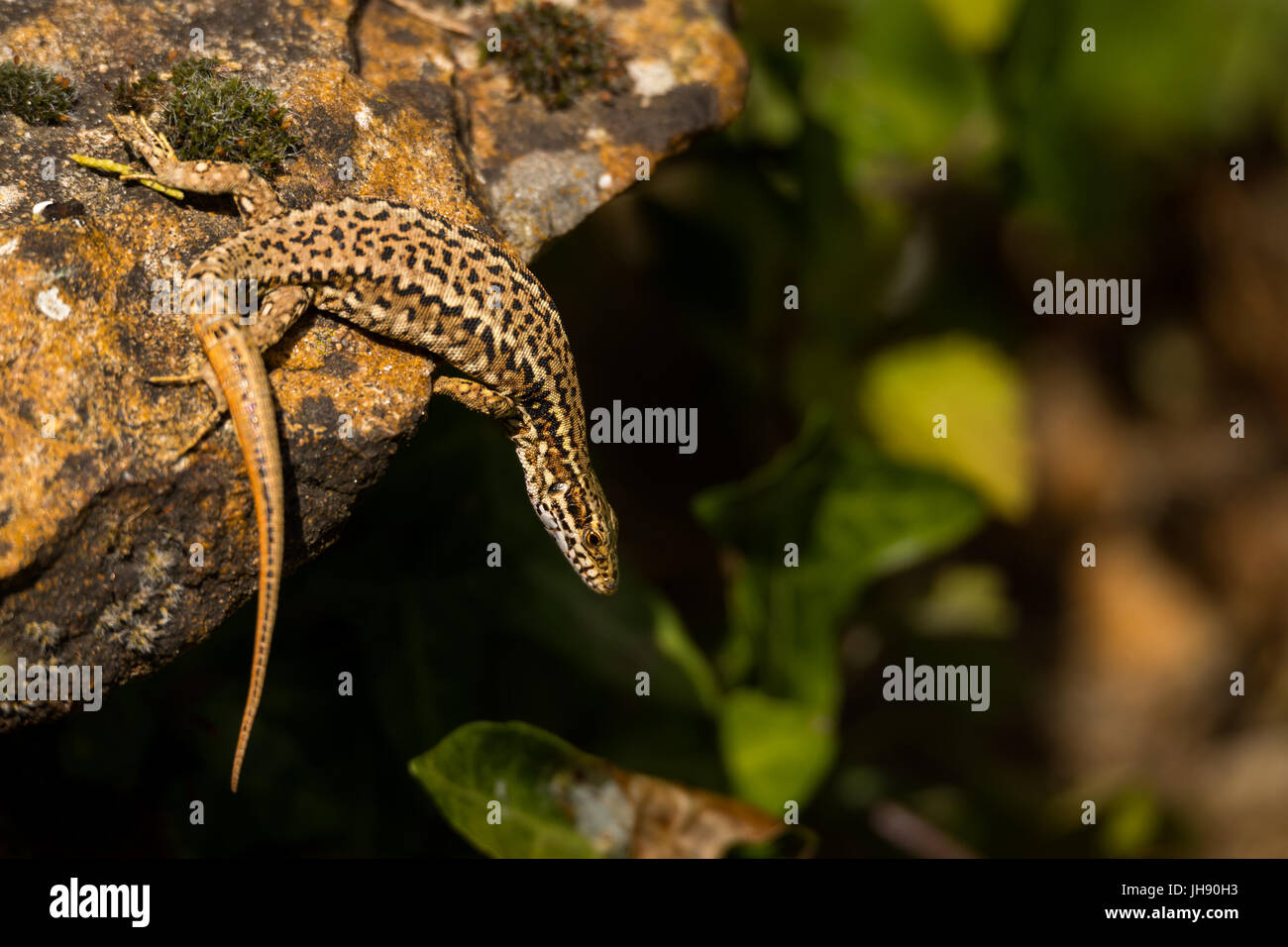Lizard jumping of a rock Stock Photo