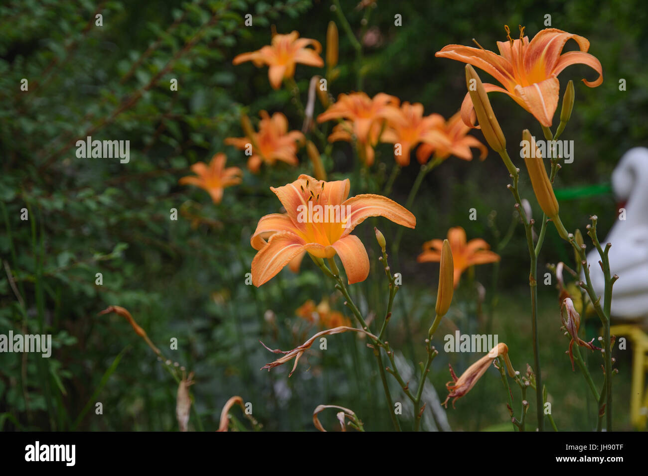 Orange lily, fire lily, tiger lily, or lilium bulbiferum. Flowers and buds in the garden. Selective focus. Stock Photo