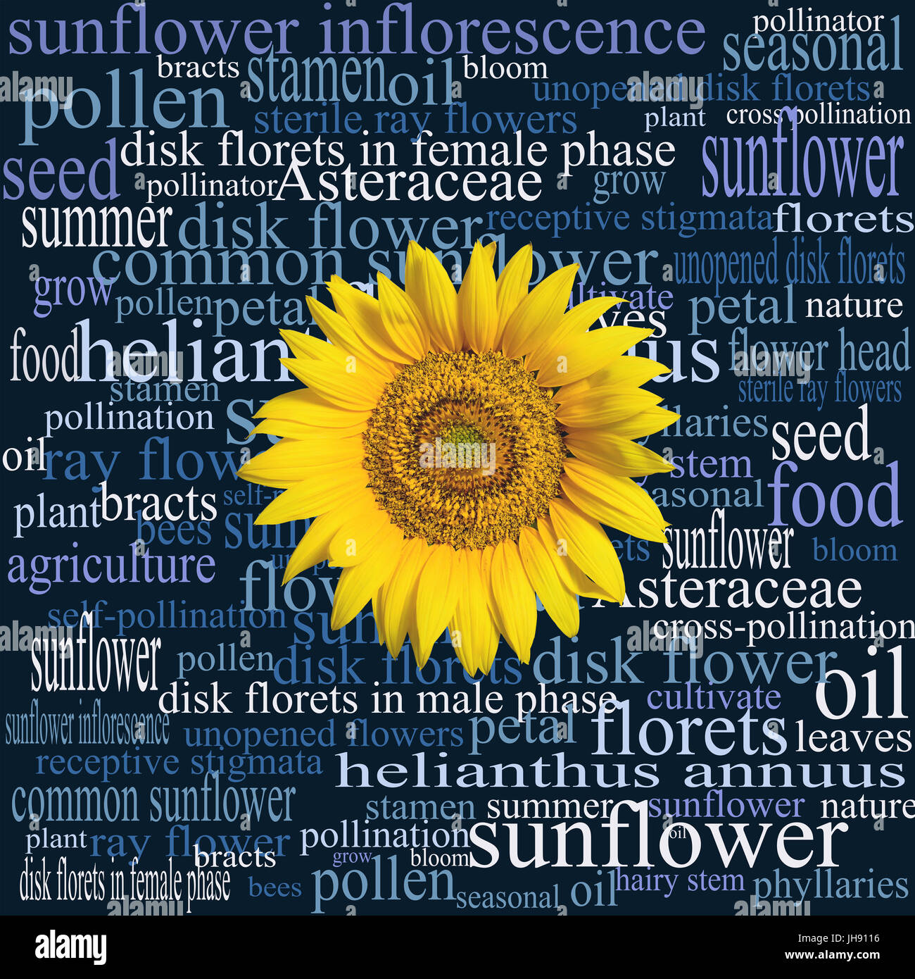 Sunflower head on a word cloud full of botanical terms and syntagmas relating to that particular part, and to the common sunflower in general. Stock Photo