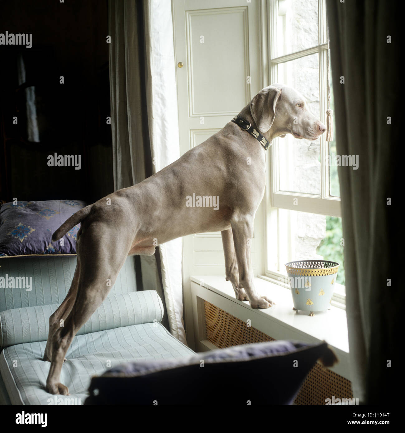 Dog looking out an open window Stock Photo