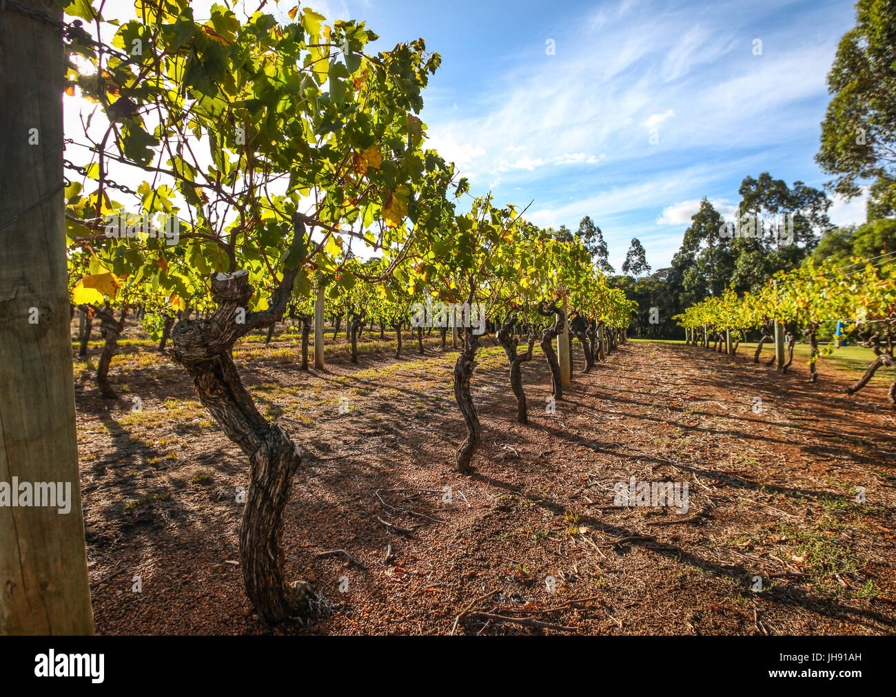 Vineyard In Margaret River, Western Australia Stock Photo