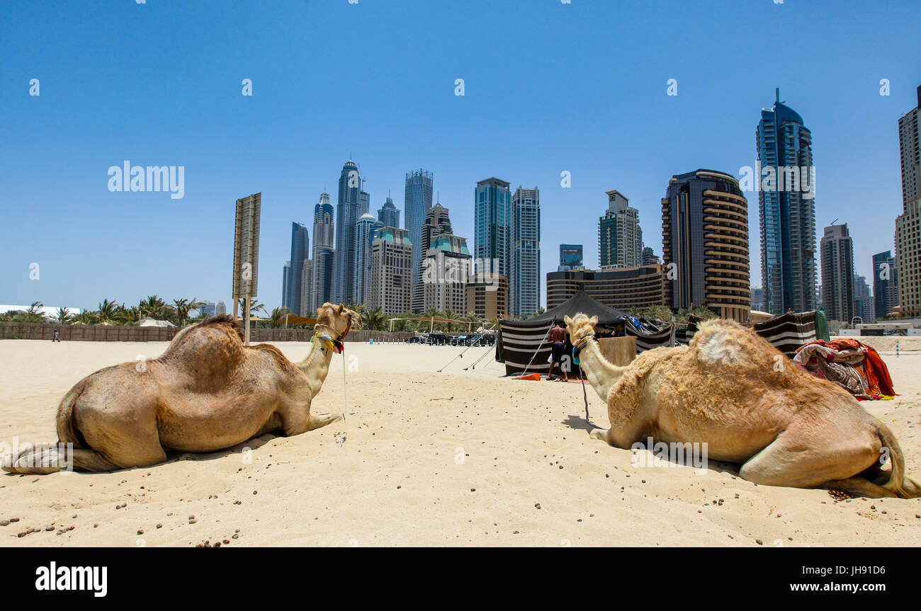 Dubai UAE Camels look to the skyline of the city from Jumeirah Beach Stock Photo