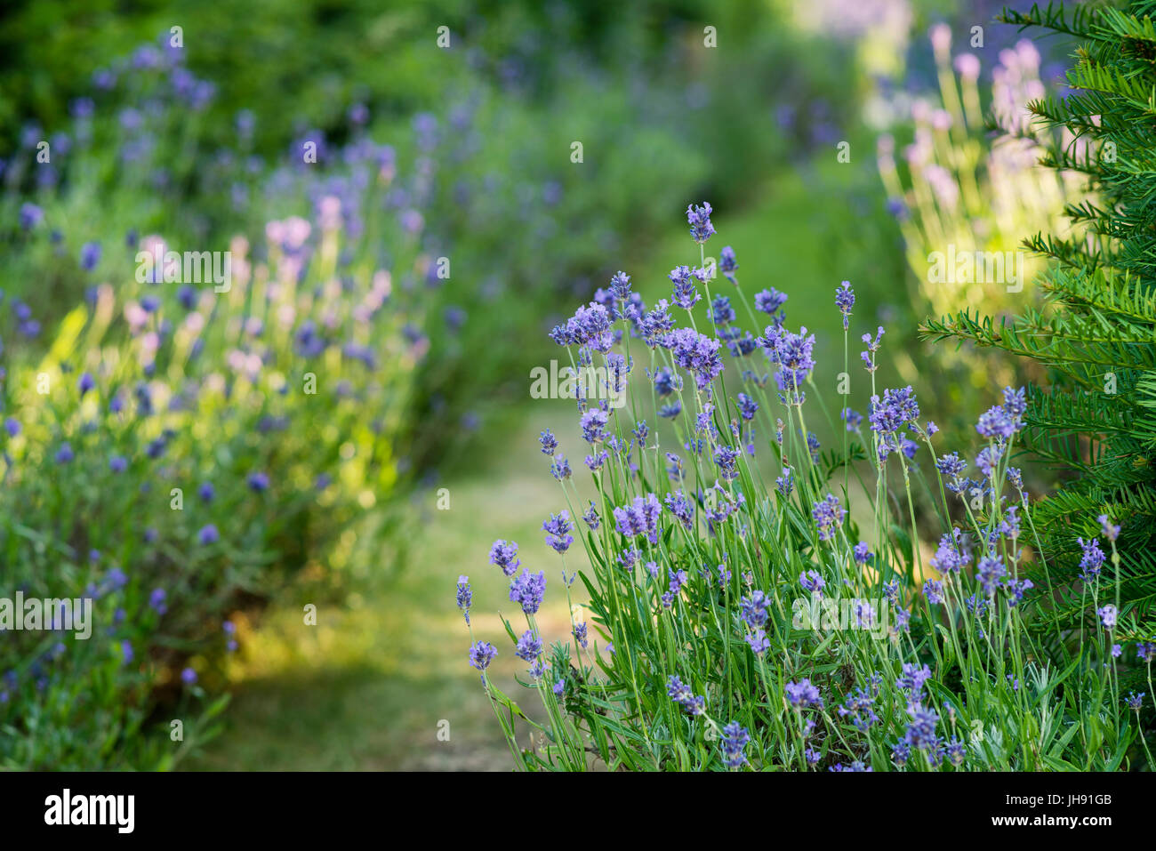 Lavender in garden Stock Photo
