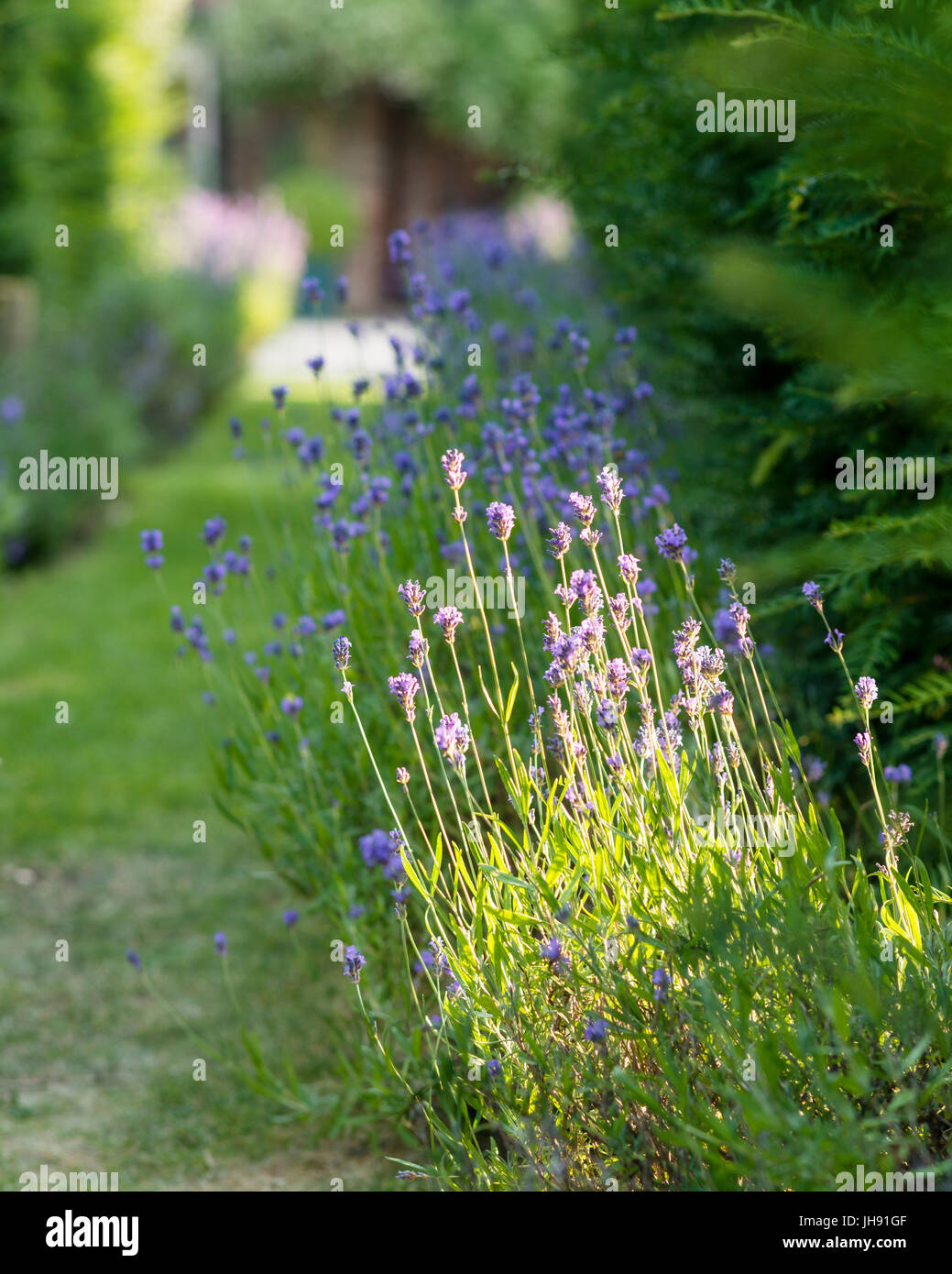 Lavender in garden Stock Photo