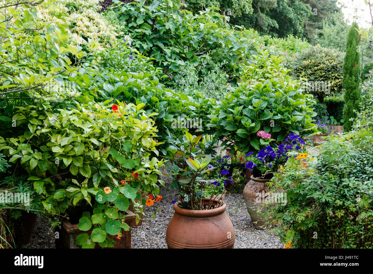 Potted plants in garden Stock Photo Alamy