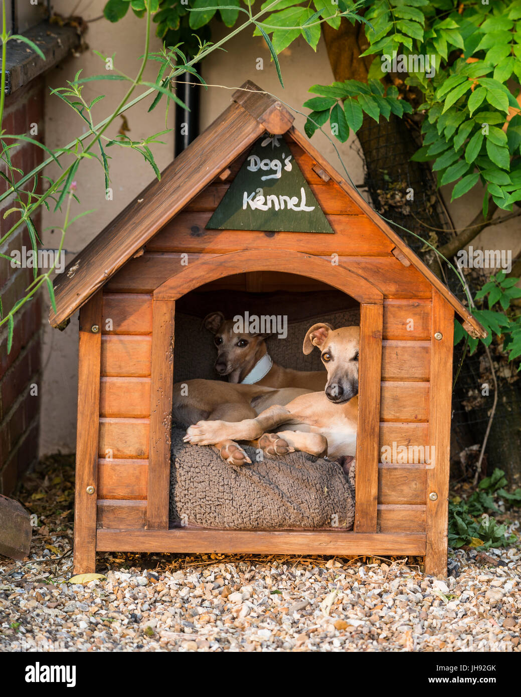 Dogs in wooden kennel Stock Photo