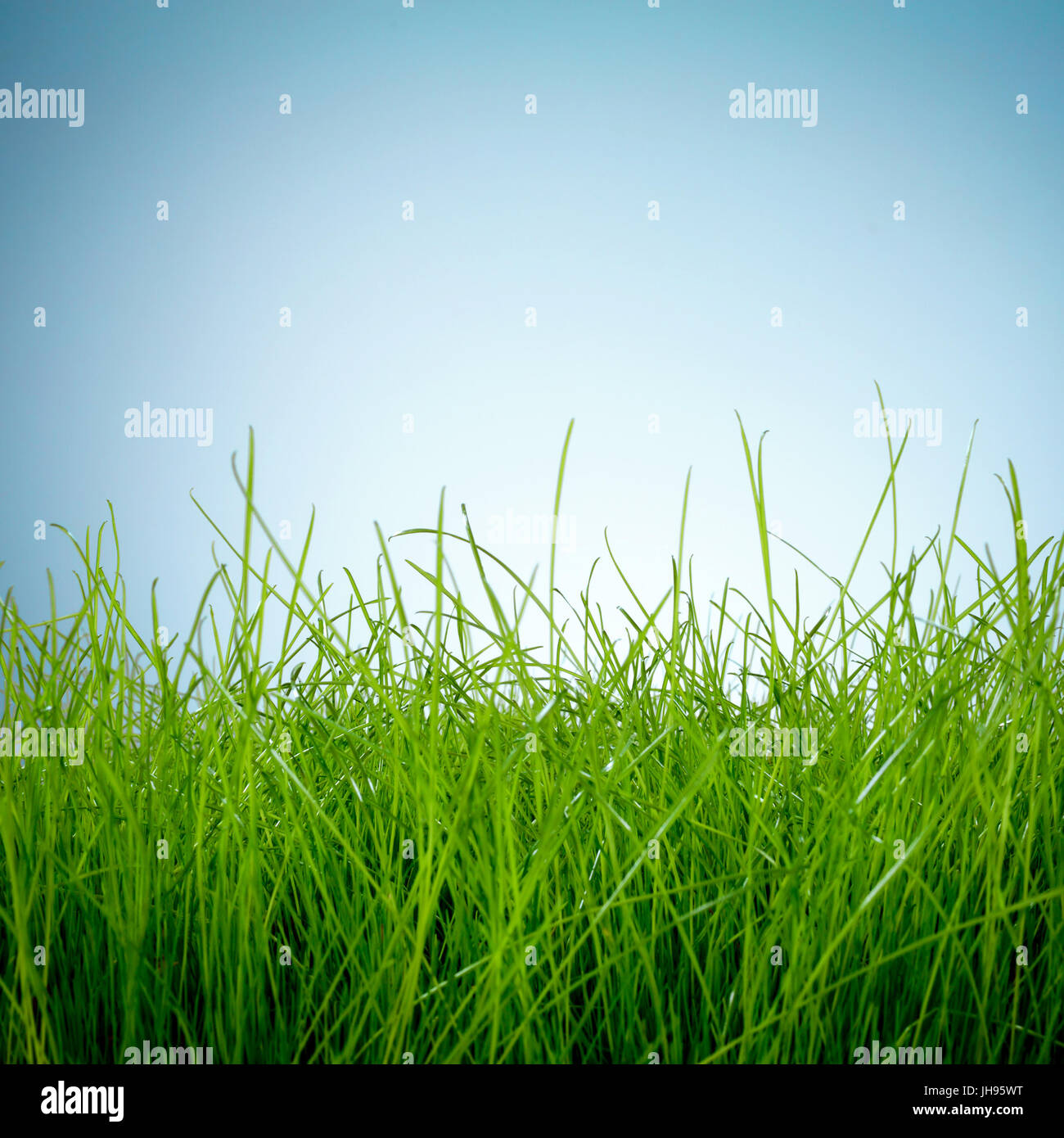 Spring green grass and sun on blue background Stock Photo - Alamy