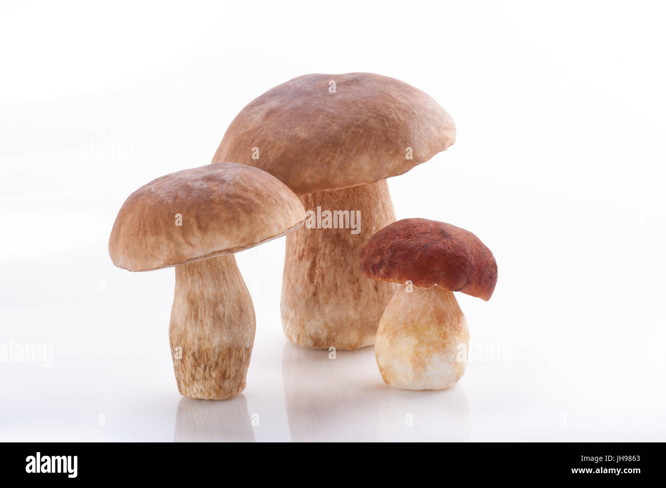 Boletus mushrooms, Porcini Mushroom, Forest, Edible Mushroom Stock Photo