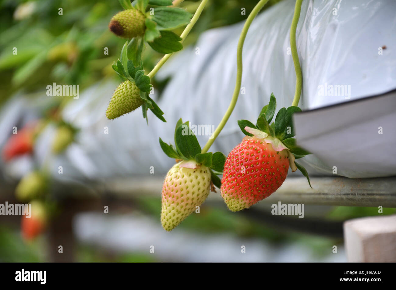 Fresh strawberries that are grown in greenhouses in Cameron Highland ...