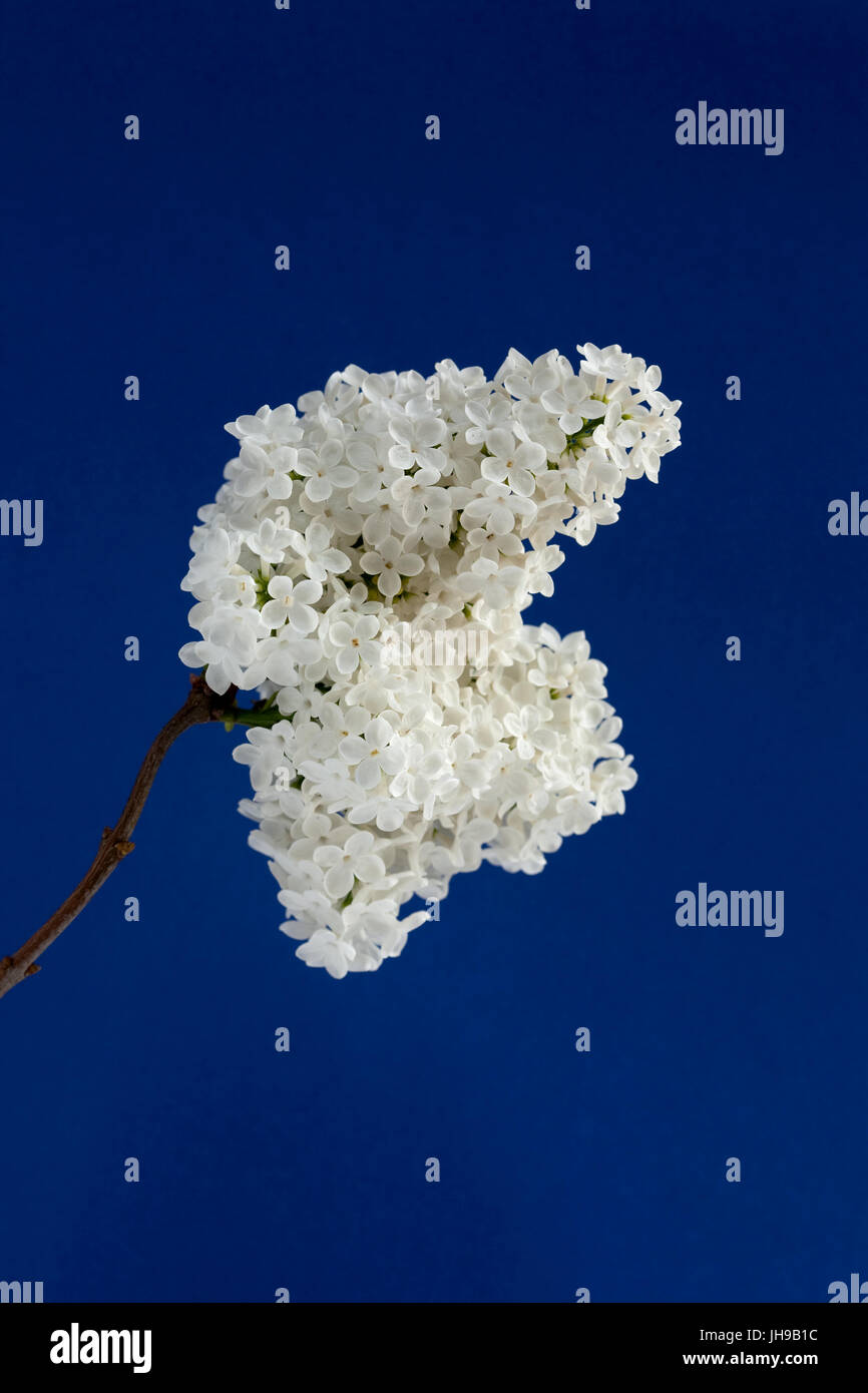 CLOSE UP COLOUR PHOTOGRAPH OF WHITE LILAC FLOWERS Stock Photo Alamy