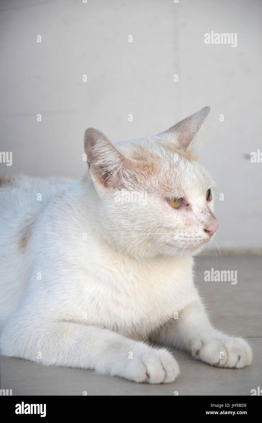 Portrait of cute white cat, close up Stock Photo - Alamy