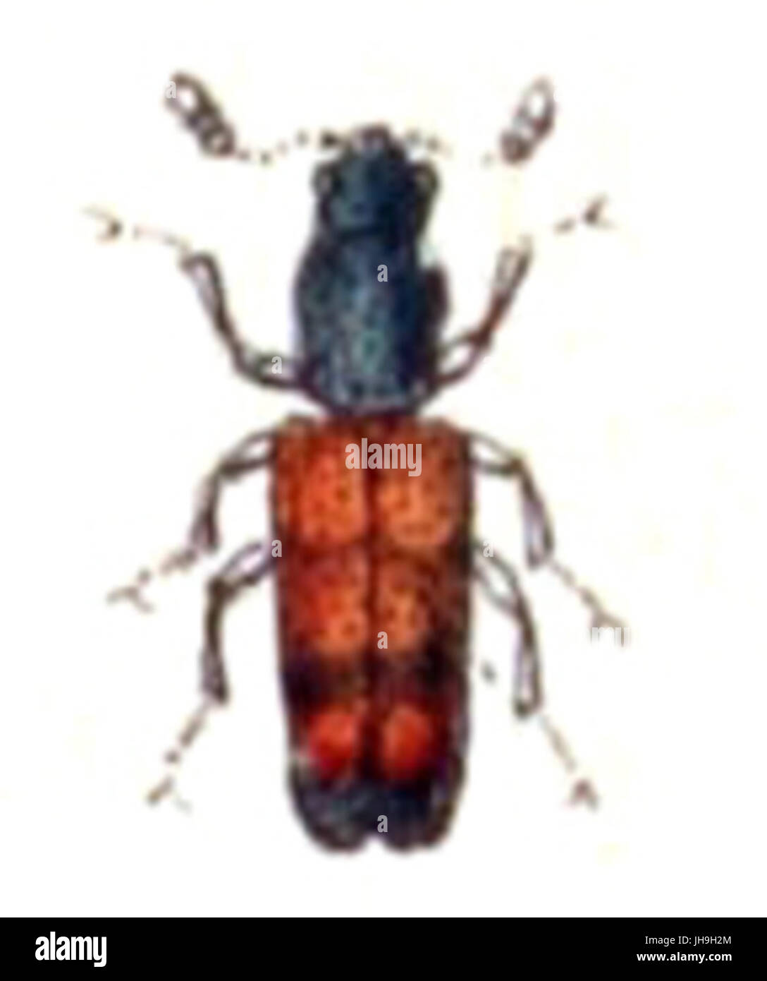 Nemozoma.elongatum.-.calwer.14.15 Stock Photo