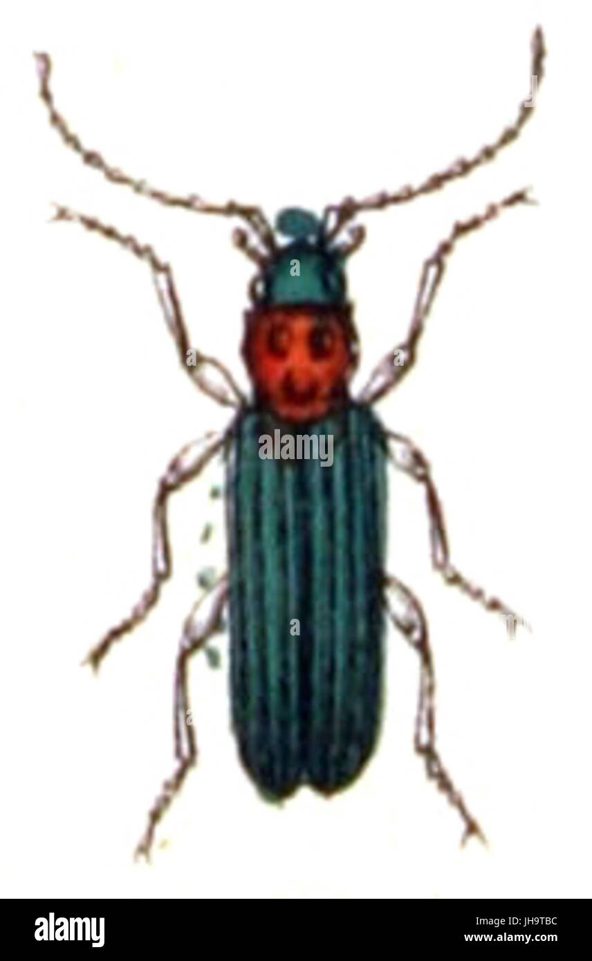 Ischnomera.sanguinicollis.-.calwer.48.33 Stock Photo