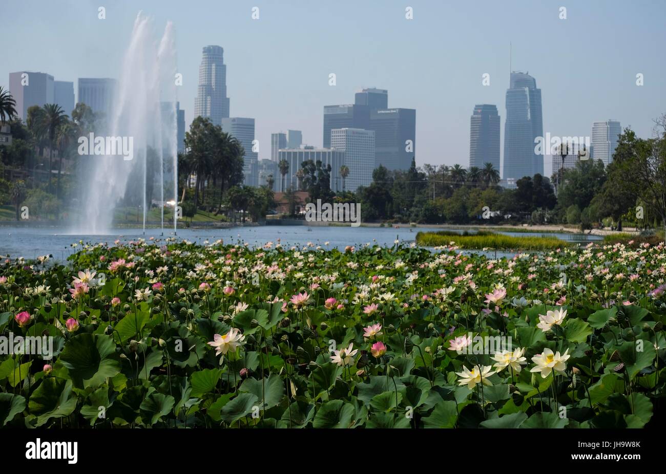 Los Angeles, USA. 12th July, 2017. Lotus flowers blossom at Echo Park