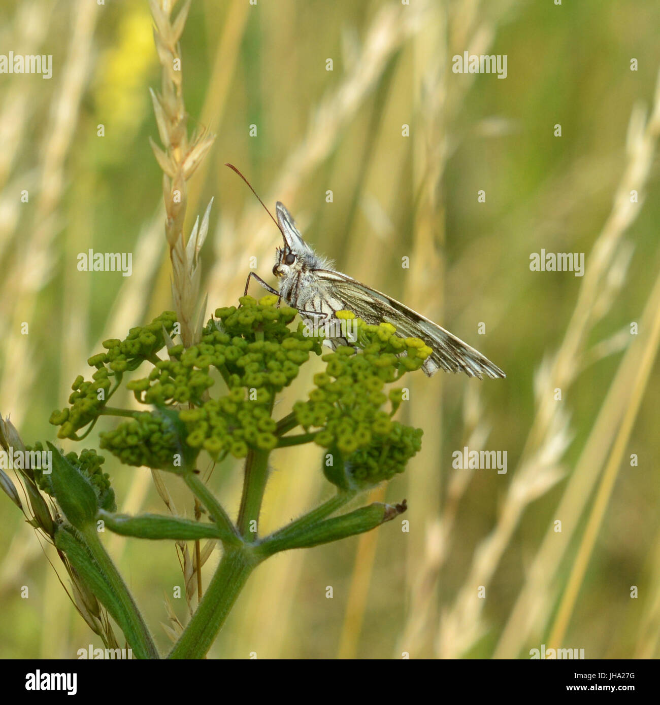 Butterflies on Colley Hill, Surrey. A Marbled White Butterfly