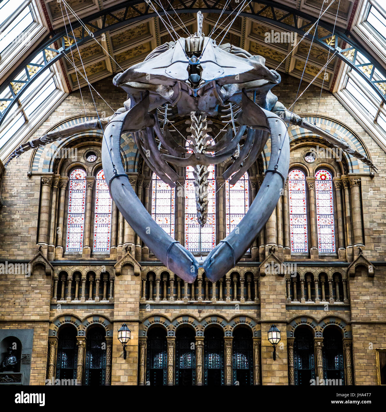 Hope, Blue Whale, Natural History Museum Stock Photo - Alamy