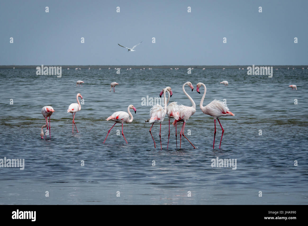 Group of Flamingos Standing in Sea, Walvis Bay, Namibia Stock Photo