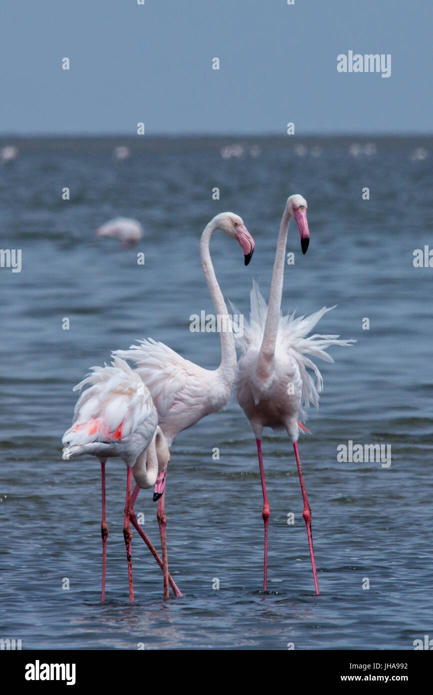 Three Flamingos Standing in Sea, Walvis Bay, Namibia Stock Photo