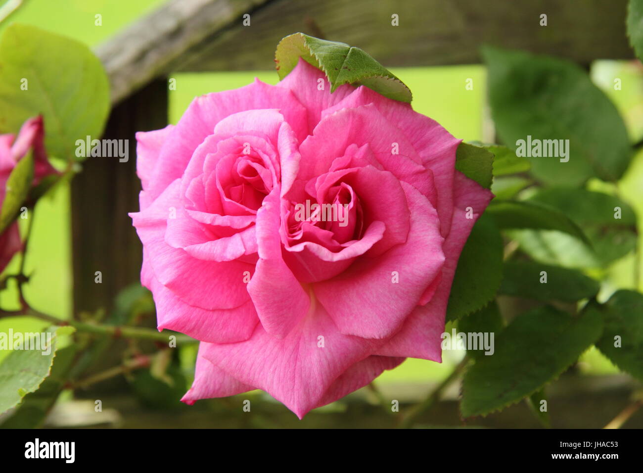 Rosa 'Zephirine Drouhin', a  deep pink, scented, thornless, climbing rose, in full bloom in an English garden in June Stock Photo