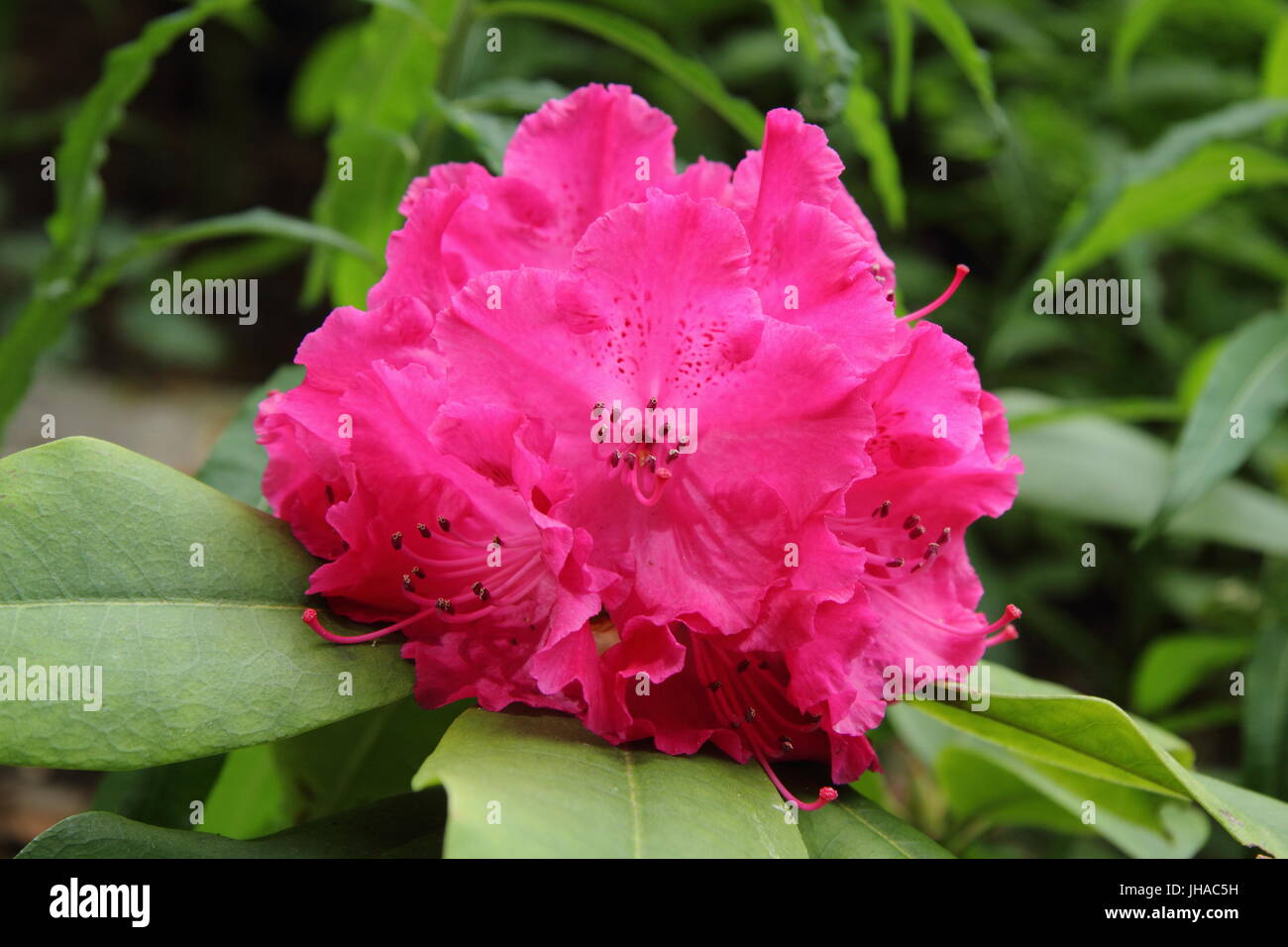 Rhododendron 'Germania' in full bloom in the border of an English woodland garden in late May, UK Stock Photo