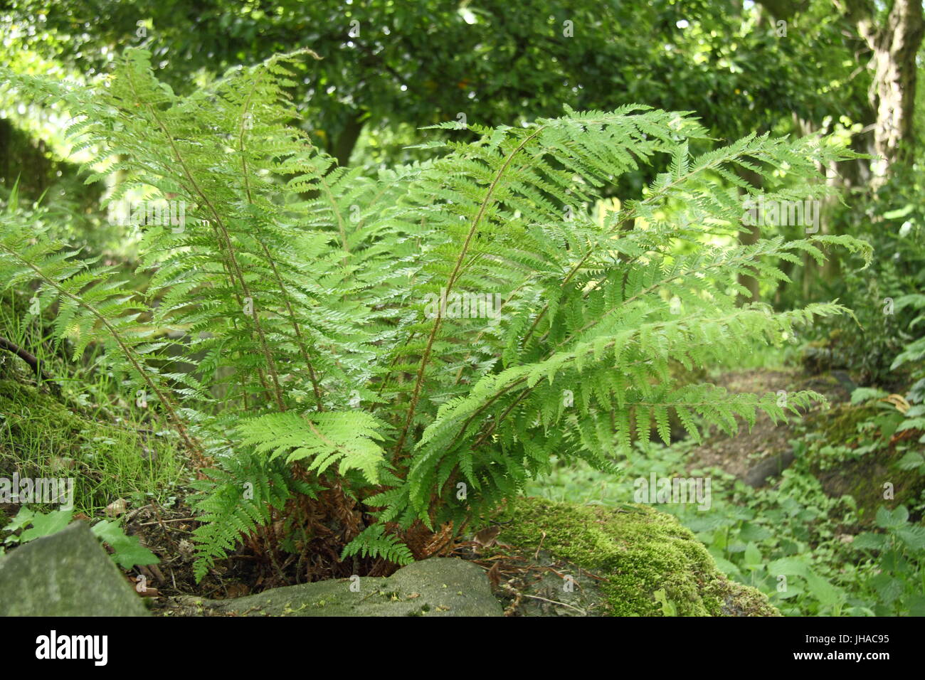 Polystichum Braunii (Braun's Holly Fern' growing in the woodland area ...