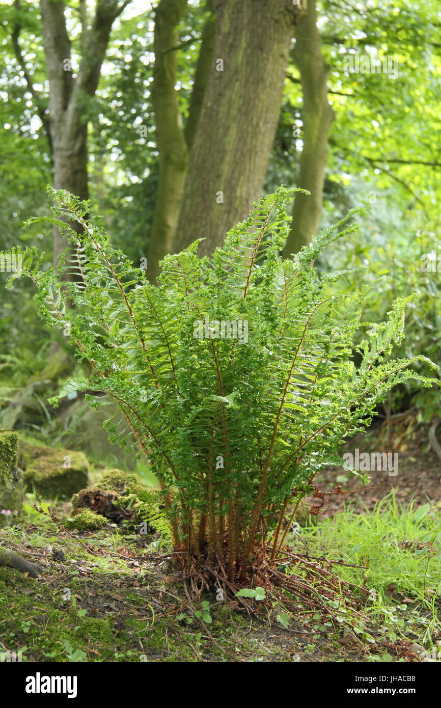 Dryopteris affinis 'Cristata', often referred to as the King of English Ferns, in the woodland area of an English garden in late May, UK Stock Photo