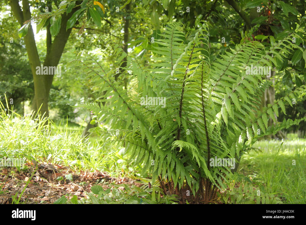 Dryopteris 'Wallichana' fern growing the the light woodland area of an English garden,England, UK Stock Photo