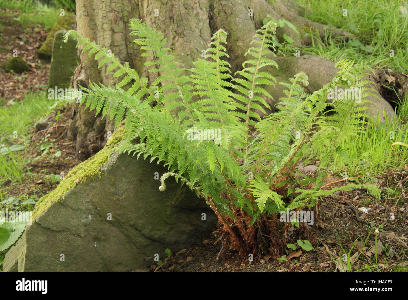Braunii hi-res stock photography and images - Alamy