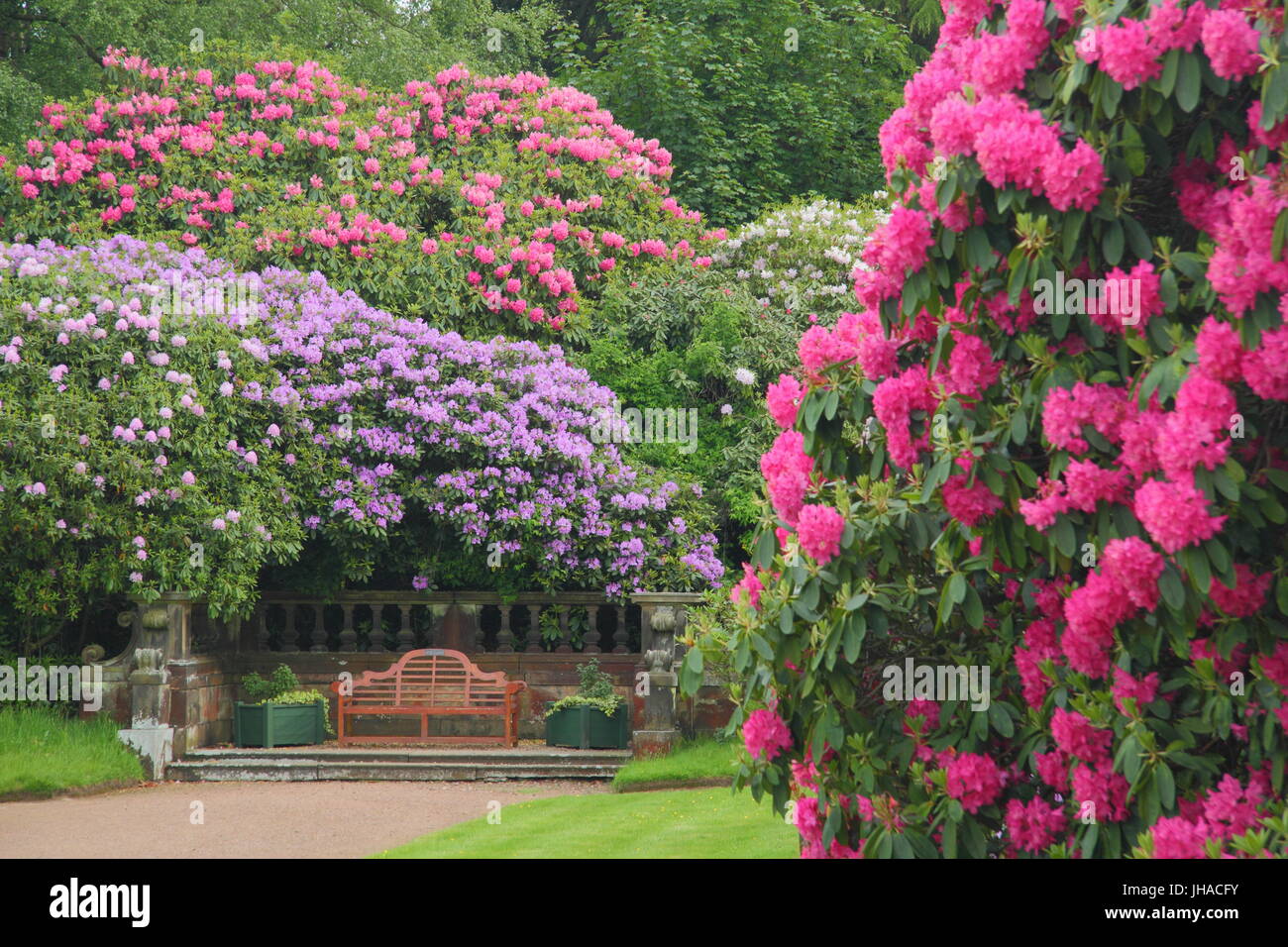 Magnificent mature rhododendron plants in full bloom in the landscaped