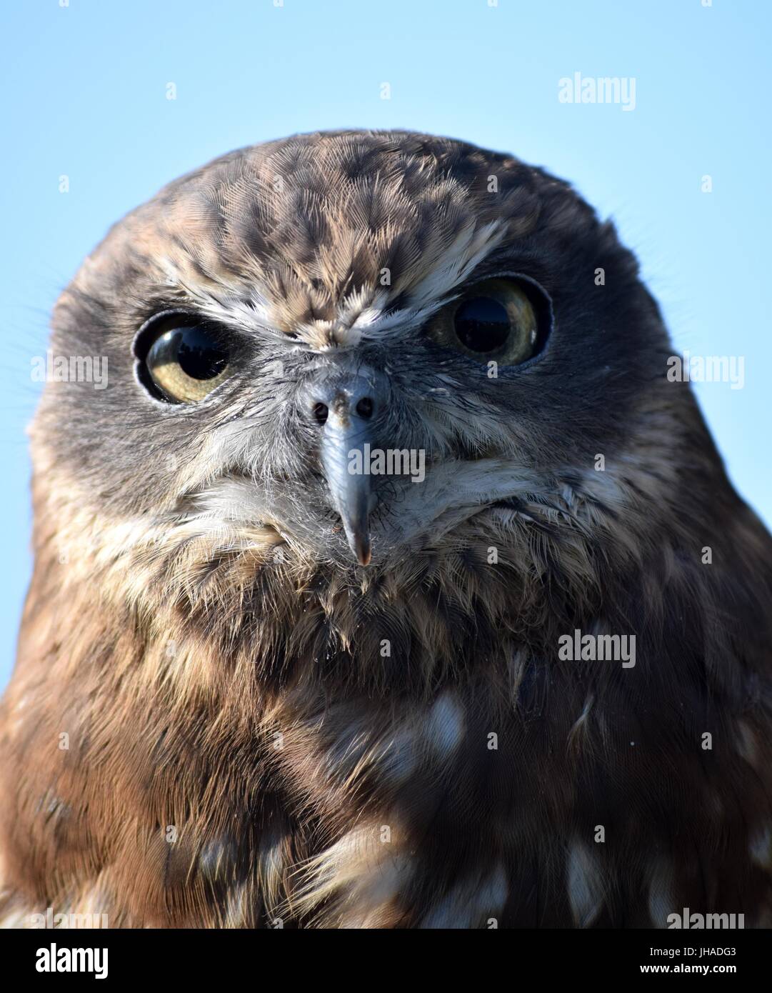 A morepork owl from Fir Tree Falconry on display at Banbury Canal Day 2015 Stock Photo
