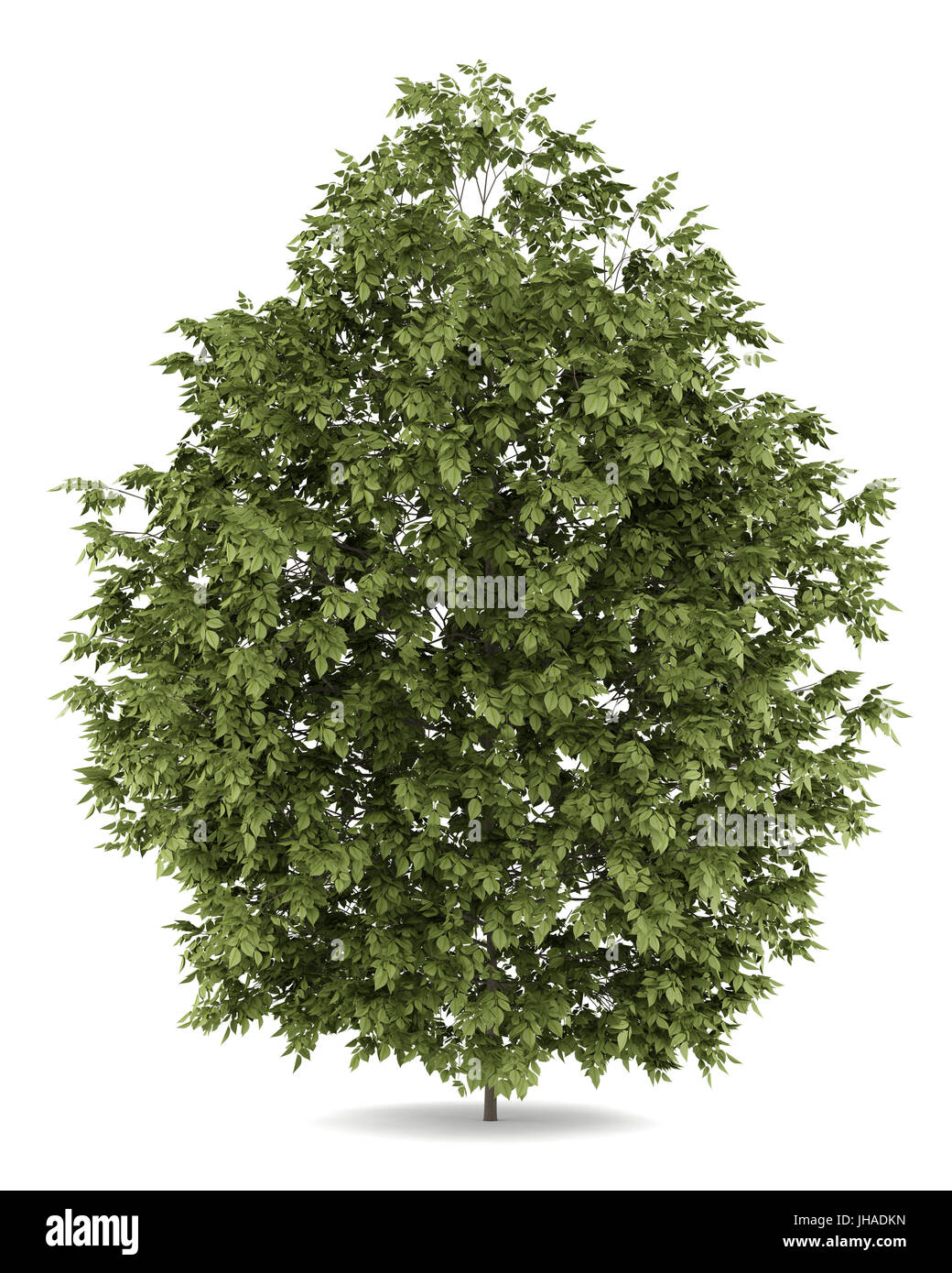 hackberry tree isolated on white background Stock Photo - Alamy