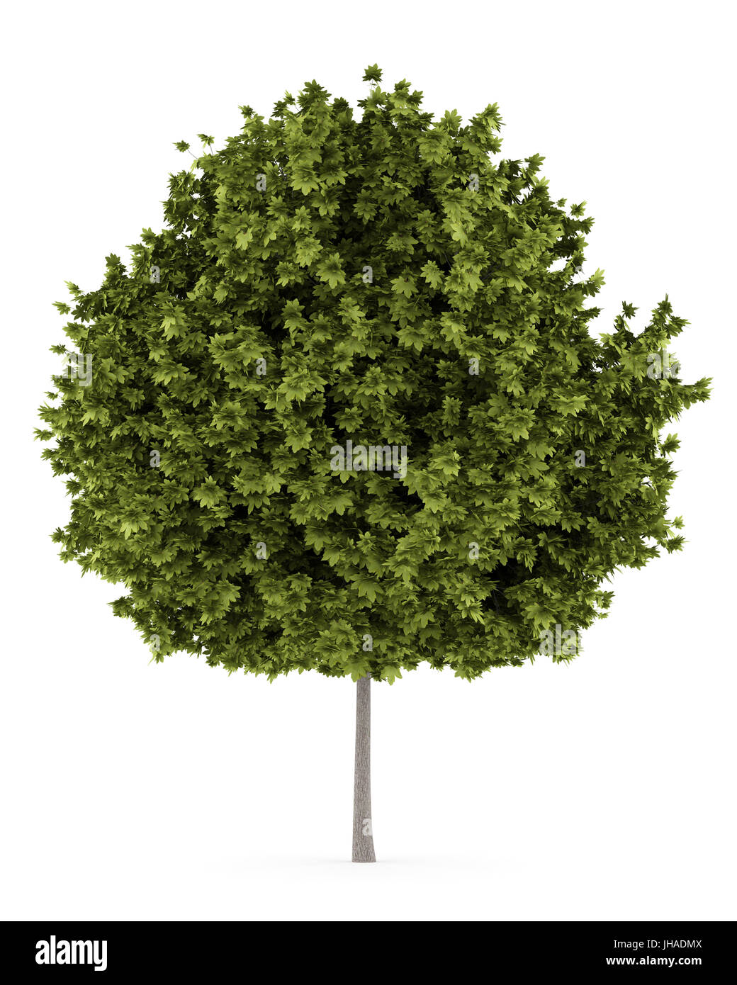 norway maple tree isolated on white background Stock Photo