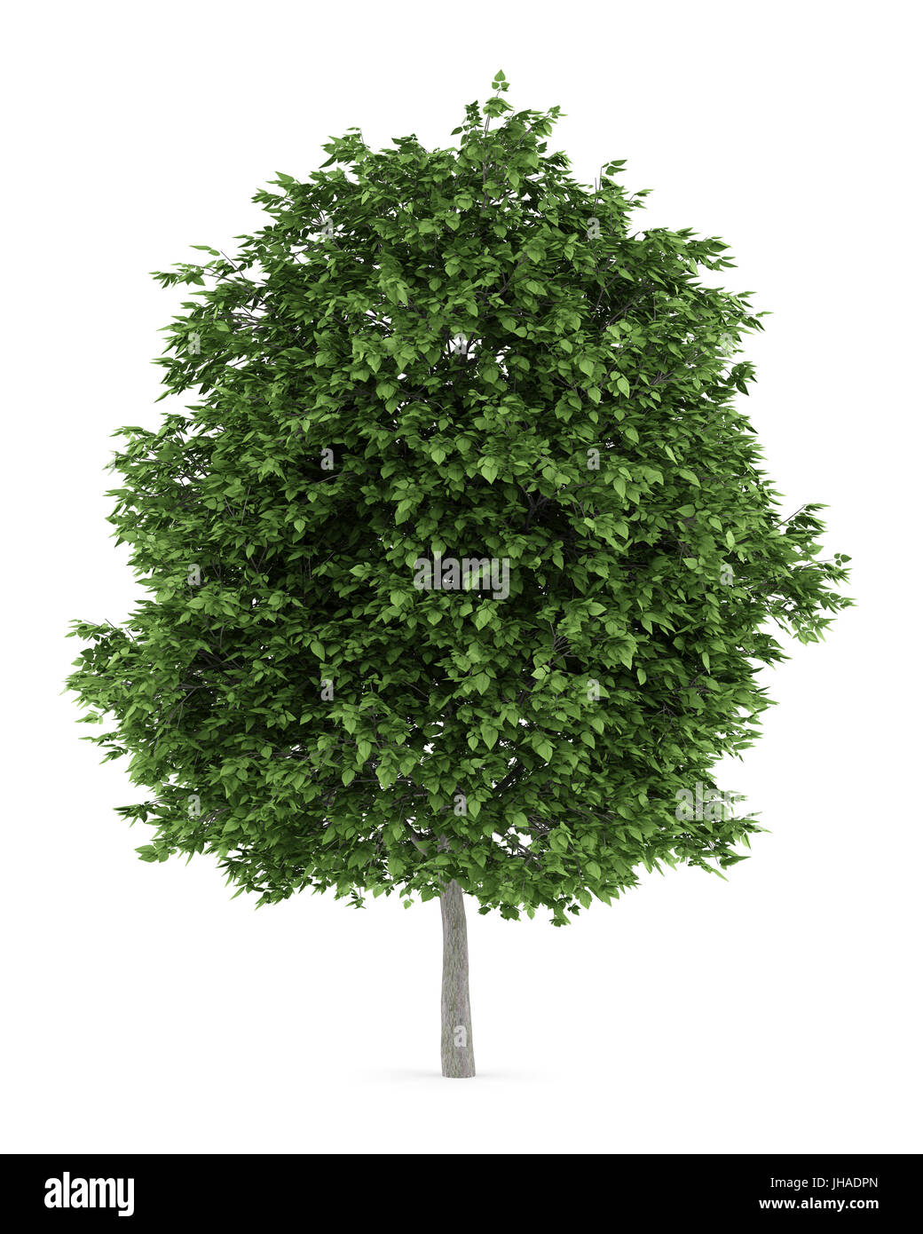 cigar tree isolated on white background Stock Photo - Alamy
