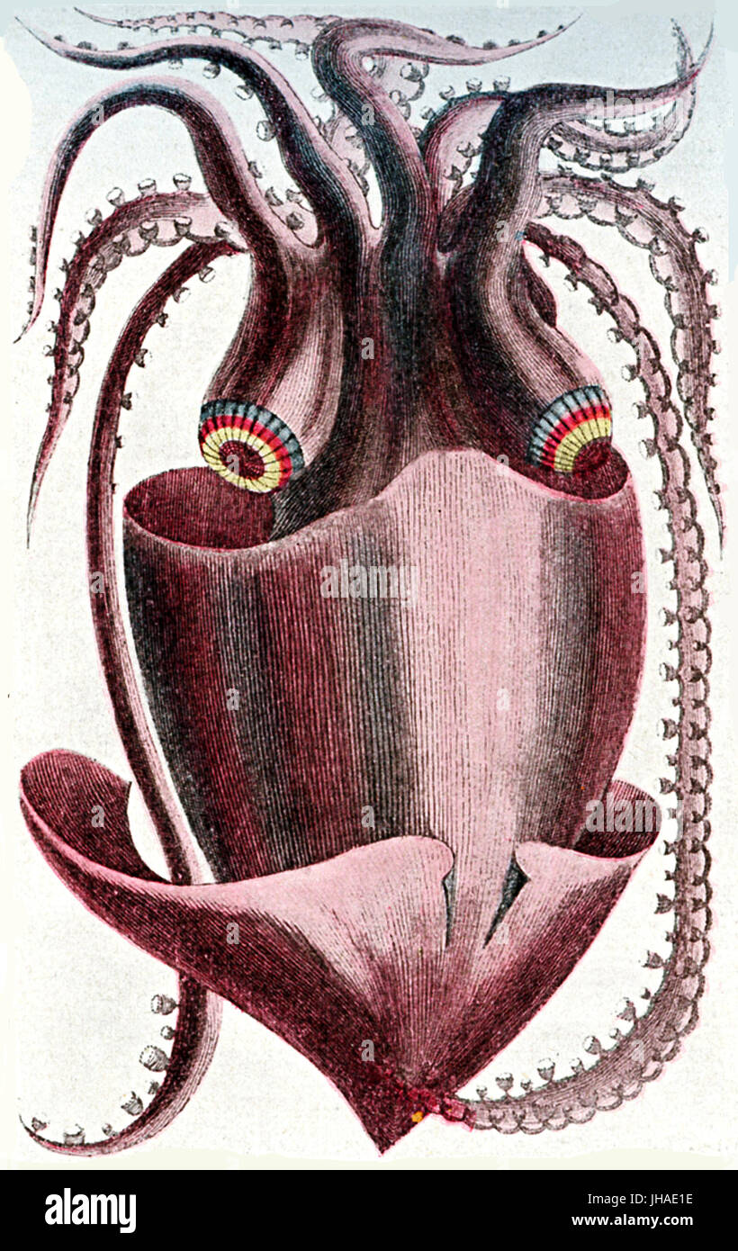 Sea monster: Brazilian kraken, giant octopus, medieval print Stock Photo
