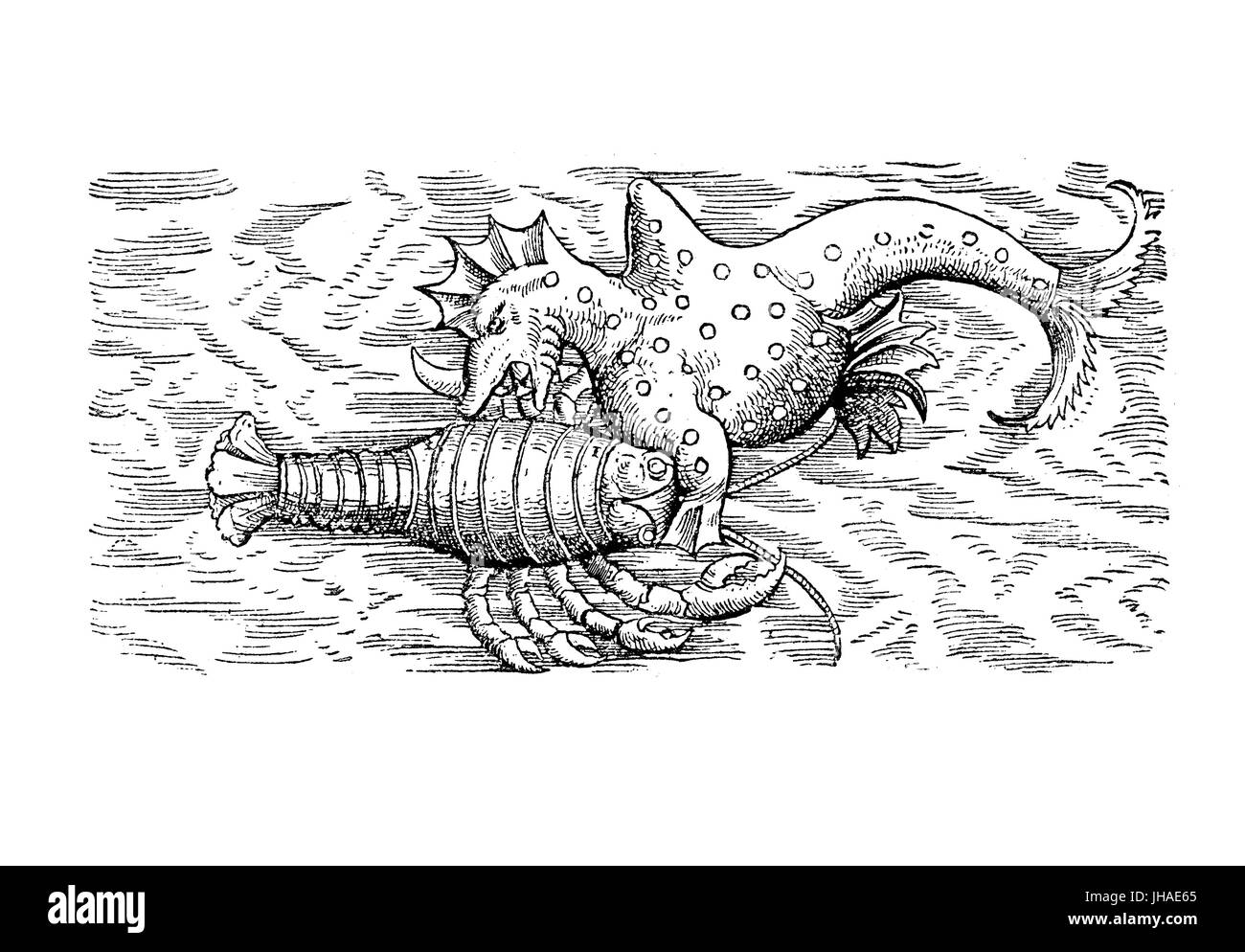 Sea monster rhino whale eats a crayfish, medieval engraving, year 1598 Stock Photo