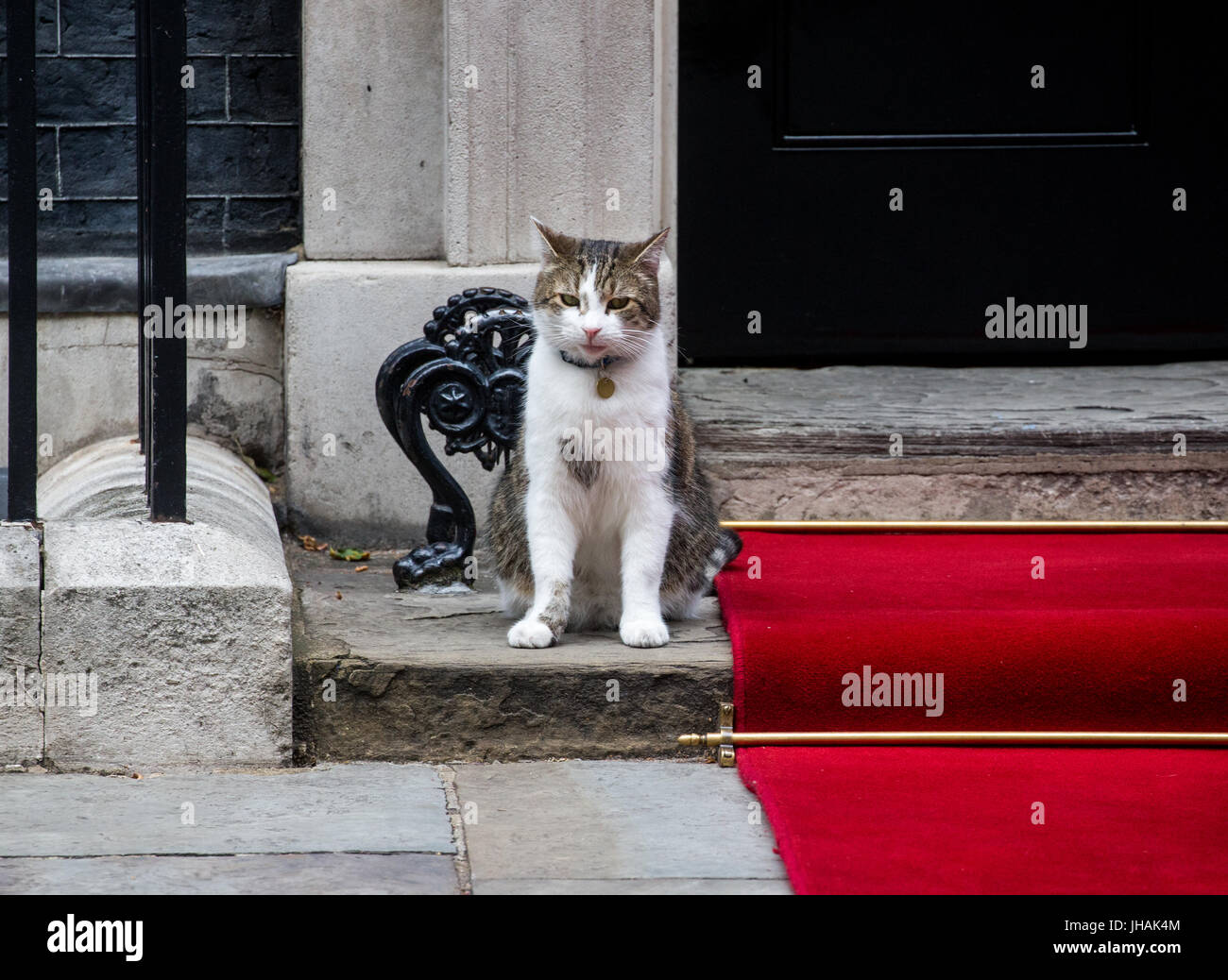 Larry, chief mouser to the Treasury, sits next to the red carpet at number 10 Downing street Stock Photo