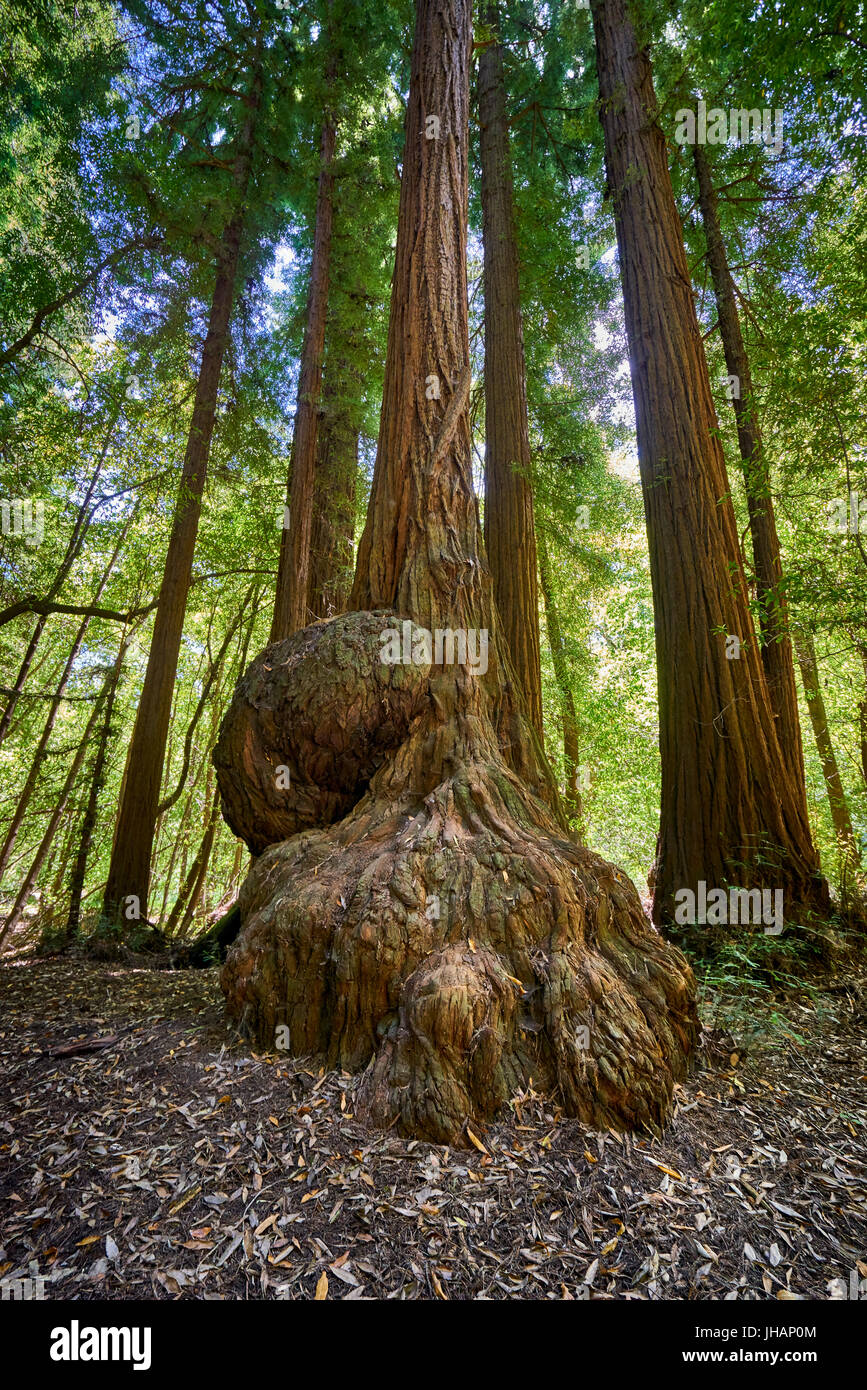 Tegan G. on X: Larry's got legs like tree trunks. Sequoia tree trunks!  😂🌲🐕  / X
