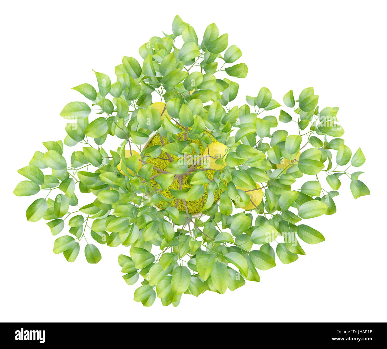 top view of potted lemon tree isolated on white background Stock Photo ...