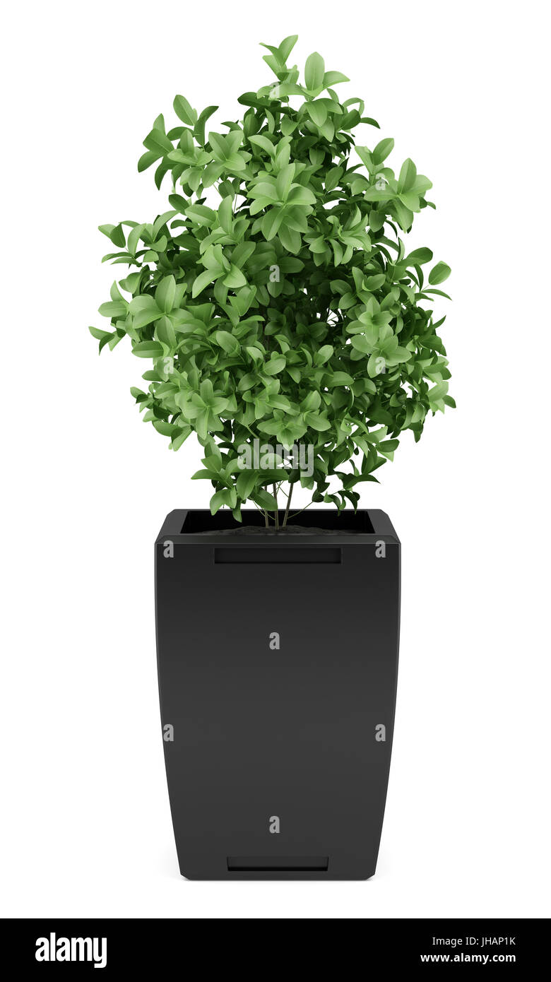 plant in black pot isolated on white background Stock Photo - Alamy