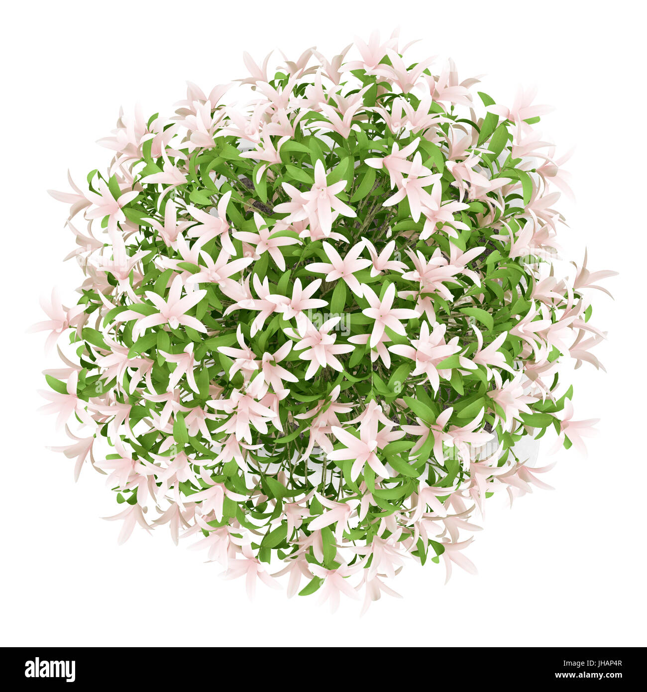 top view of potted flowering tree isolated on white background Stock