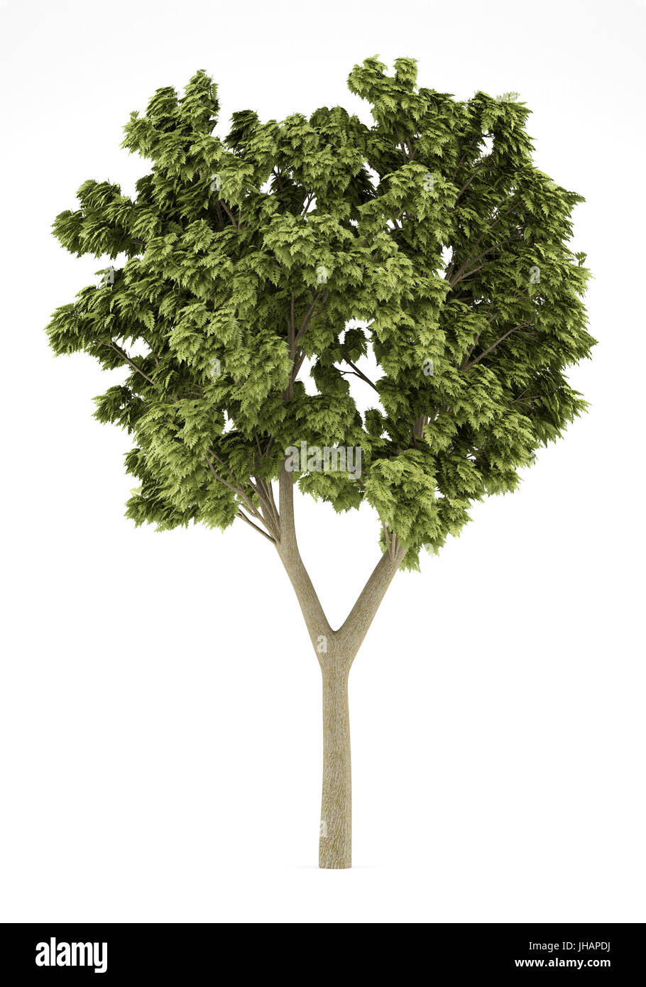 white ash tree isolated on white background. 3d illustration Stock Photo