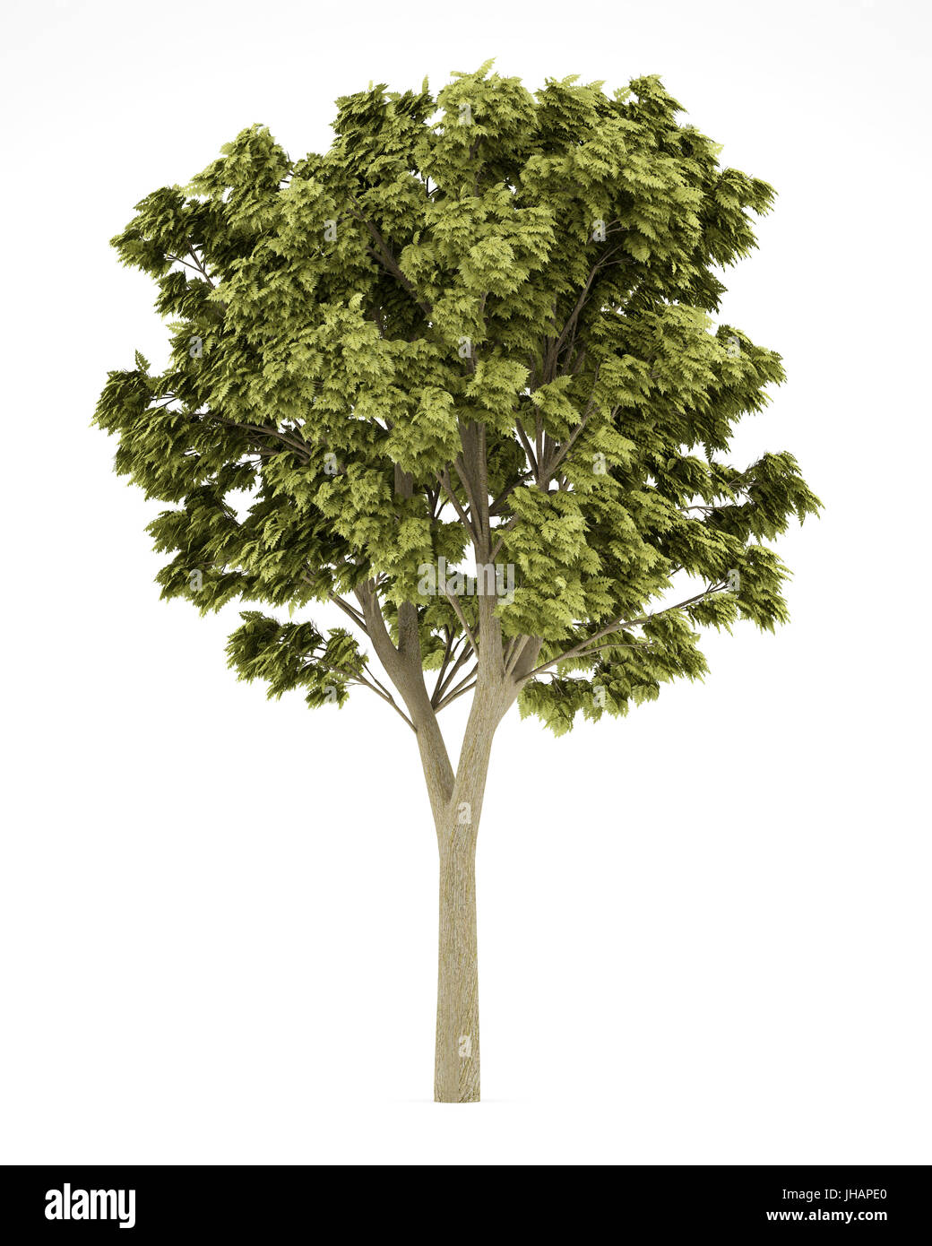 white ash tree isolated on white background. 3d illustration Stock Photo