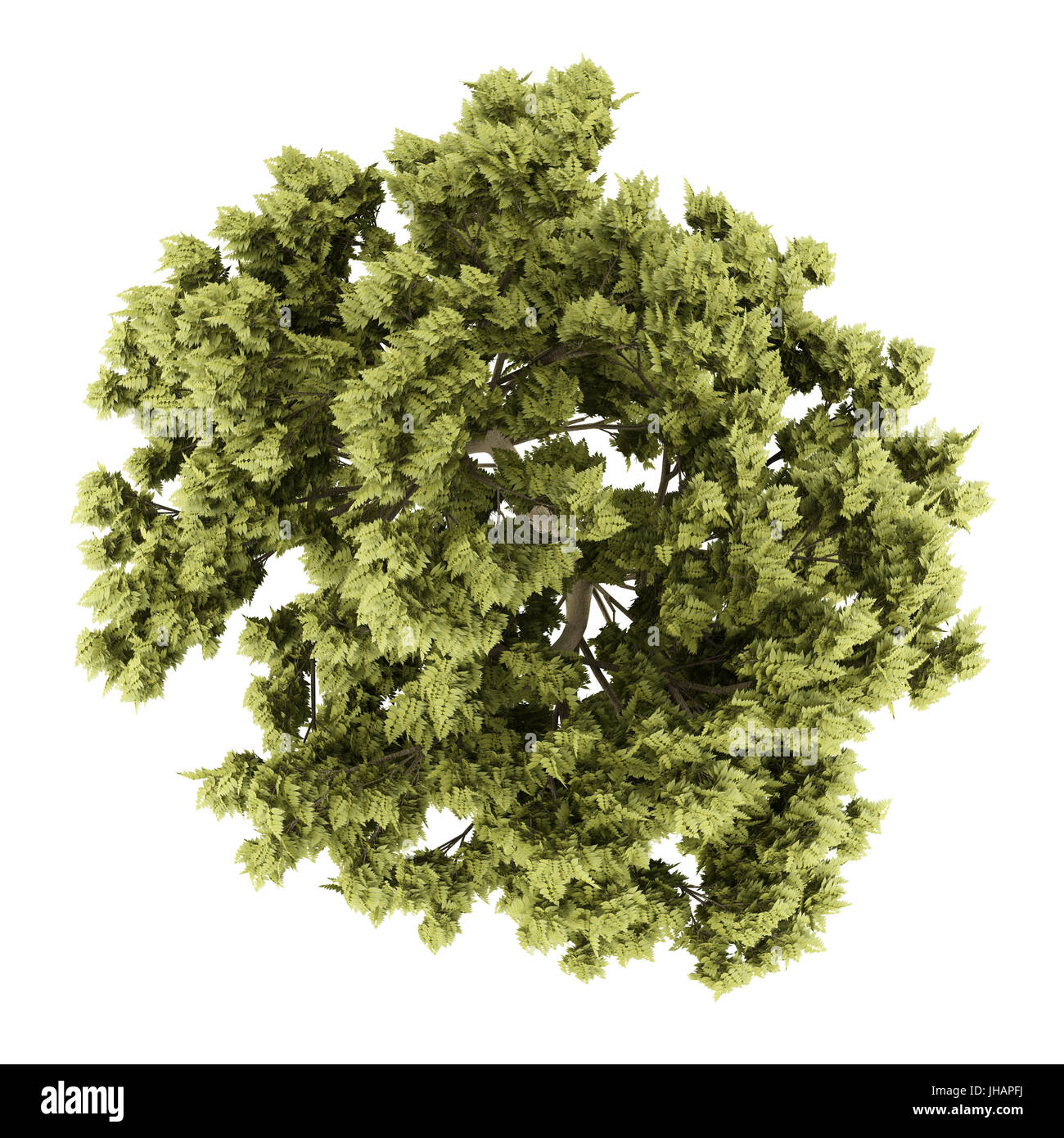top view of white ash tree isolated on white background. 3d illustration Stock Photo